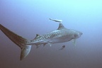 400Subal 15A Tigre s éloignant