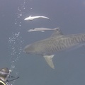 Tiger Sharks054 Tigre - plongeur