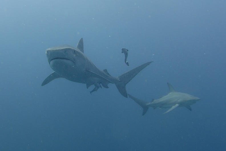 Tiger Sharks050 Tiger et Bordé.jpg