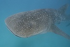 005 Requin baleine