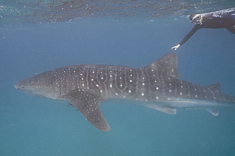 006 _Requin baleine.jpg