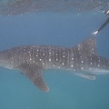 006  Requin baleine