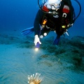 51 Lionfish et plongeur ambiance00