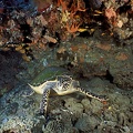81 tortue et grotte a corail00