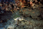 81 tortue et grotte a corail00