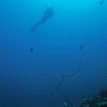 112 corail torsadé et plongeur verticale00