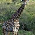 Hluhluwe135