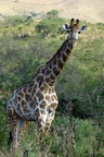 Hluhluwe135