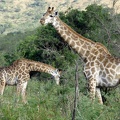Hluhluwe130