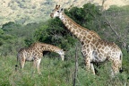 Hluhluwe130