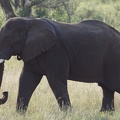 Hluhluwe153