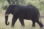 Hluhluwe153