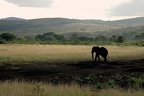 Hluhluwe159