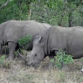 Hluhluwe174