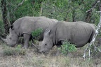 Hluhluwe174