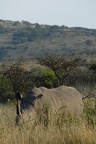 Hluhluwe182
