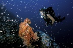 Plongeur et glasfish