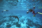 Manta et cameraman