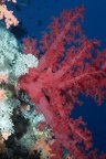Corail rouge