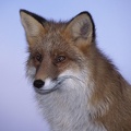 Renard