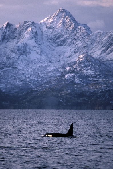 Orque dans les fjords.jpg