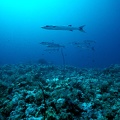 Patrouille de barracudas