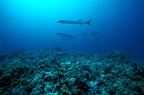 Patrouille de barracudas