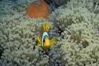 Poisson clown dans son anémone