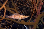 Poisson faucon