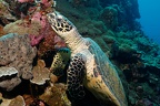 Tortue Micro2008-PL-Palau-Godwin Wall023 DxO RAW