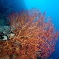 Gorgone géante Micro2008-PL-Palau-Peleliu divesite013 DxO RAW