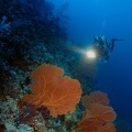 Gorgones et plongeur Micro2008-PL-Palau-Peleliu divesite004 DxO RAW