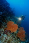 Gorgones et plongeur Micro2008-PL-Palau-Peleliu divesite004 DxO RAW